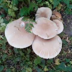 Cyclocybe parasitica