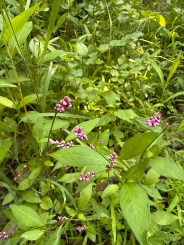 low smartweed