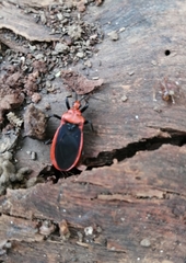 Rhiginia cinctiventris