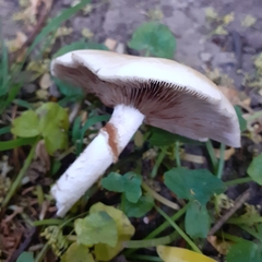 Cyclocybe parasitica