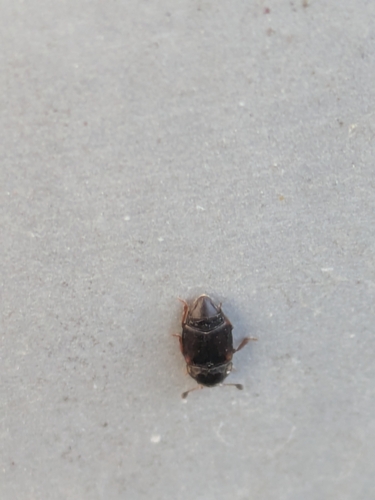 Urophorus humeralis, 2026-06-24