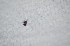 Cryptocephalus notatus