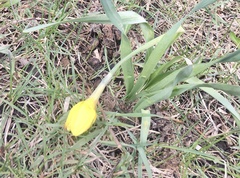 Narcisseae