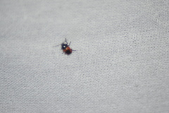 Cryptocephalus notatus