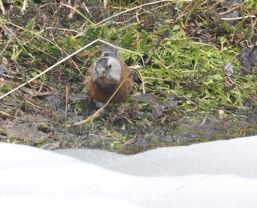 Grey-crowned Rosy Finch (Leucosticte tephrocotis), photo 5