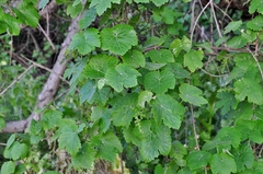 Vitis girdiana
