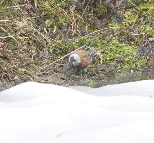 Grey-crowned Rosy Finch (Leucosticte tephrocotis), photo 6