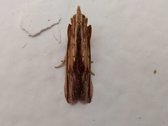 Ancylostomia stercorea