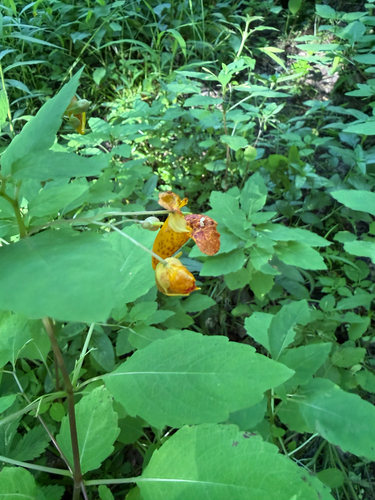 common jewelweed