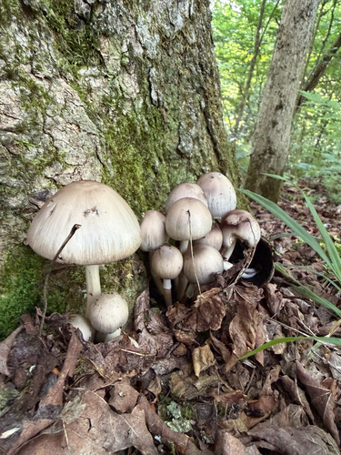 Common Ink Cap