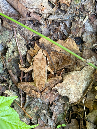 Wood Frog