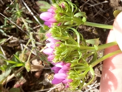 Centaurium erythraea image