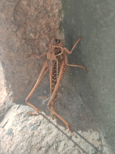 White-faced Bush-cricket