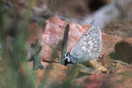 iNaturalist observation photo of Boisduval's Blue