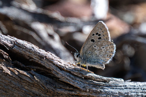 iNaturalist observation photo of Boisduval's Blue