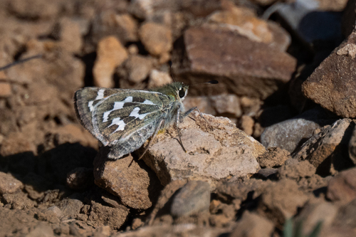 iNaturalist observation photo of Branded Skippers