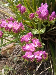 Centaurium erythraea image