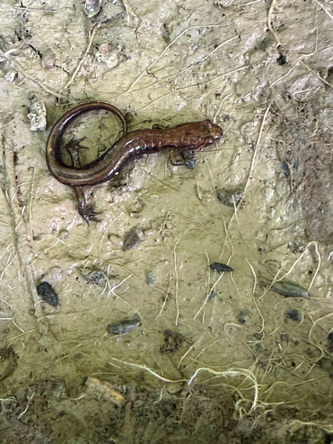 Allegheny Mountain Dusky Salamander