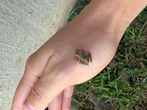 Spring Peeper