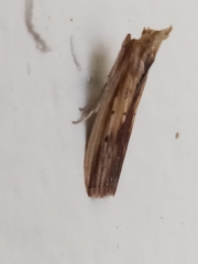 Ancylostomia stercorea