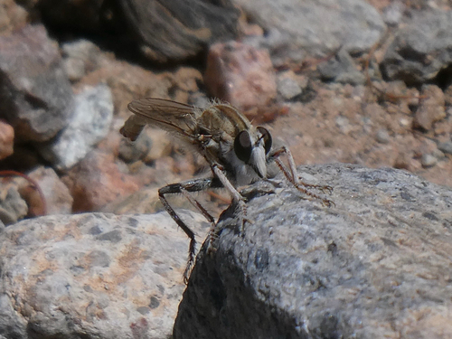 Proctacanthella exquisita