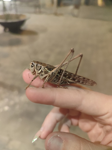 White-faced Bush-cricket