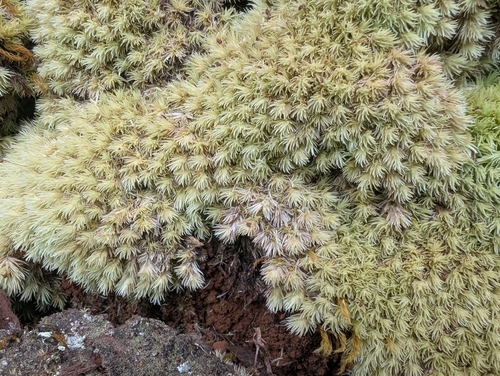 Leucobryum seemannii observed 2026-06-18
