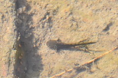 Ambystoma jeffersonianum