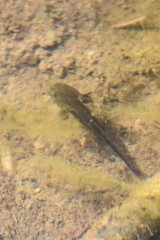 Ambystoma jeffersonianum