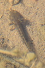 Ambystoma jeffersonianum