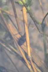 Ambystoma jeffersonianum