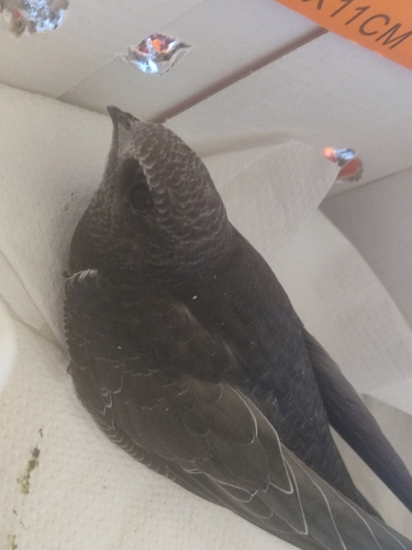 Common Swift