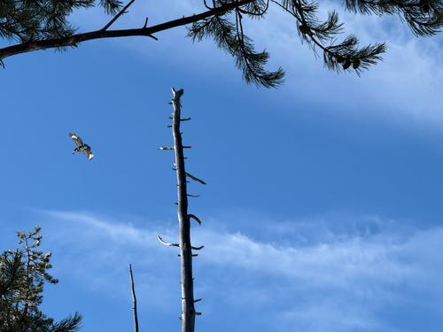 iNaturalist observation photo of Belted Kingfisher