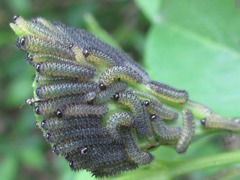 Apareophora forsythiae