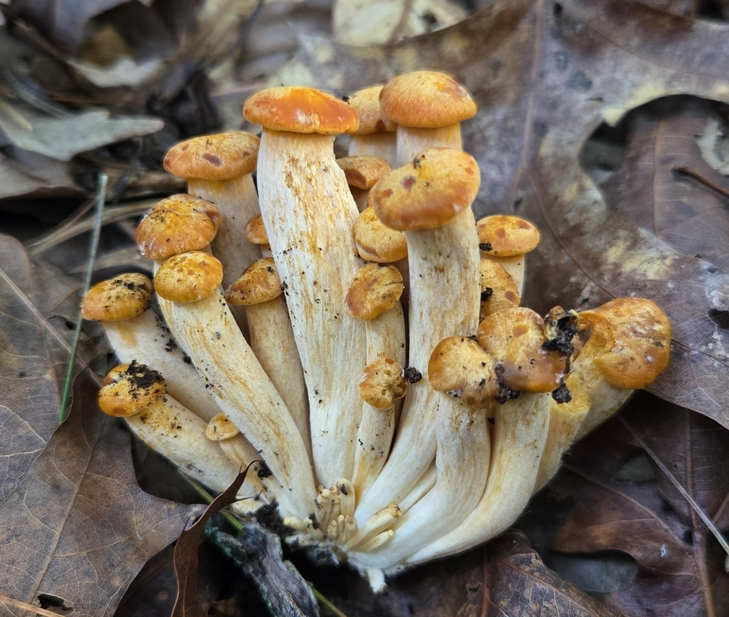 Eastern American jack-o'-lantern