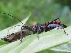 Rhynocoris leucospilus sibiricus