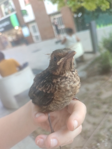 Eurasian Blackbird