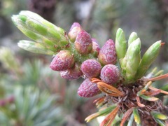 Pinus parviflora