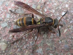 Polistes nipponensis