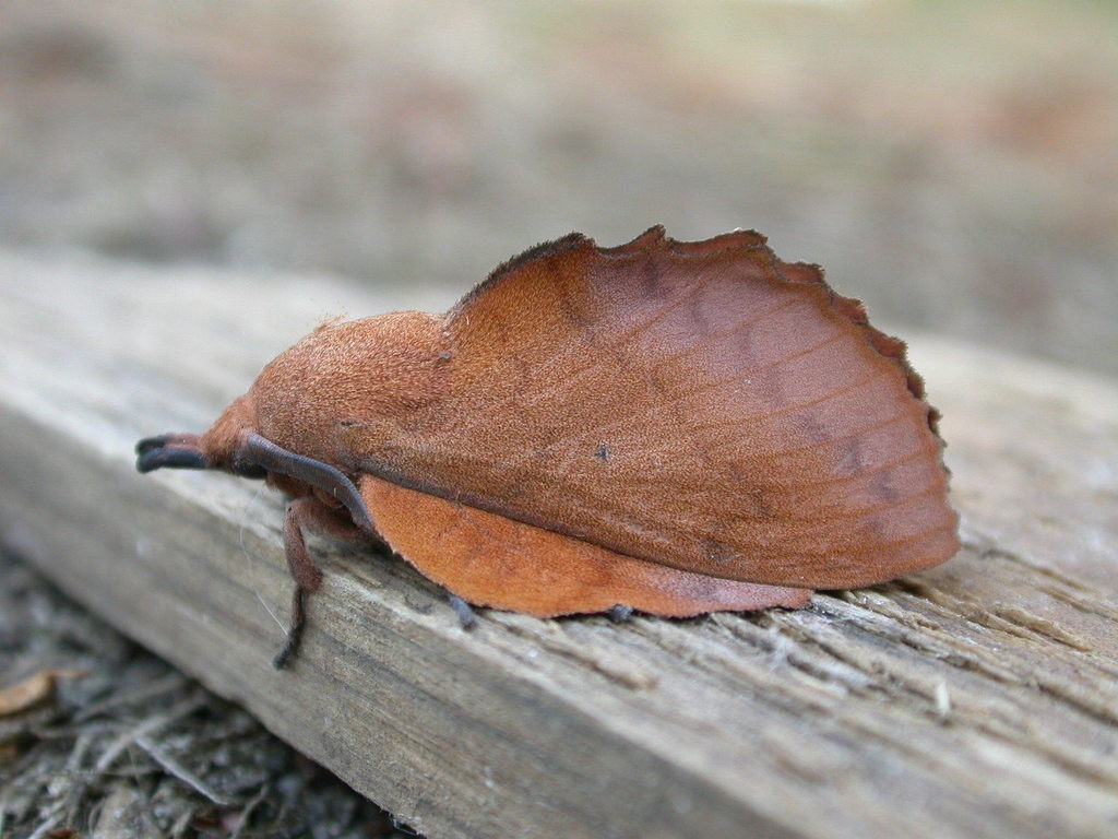 Lappet
