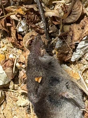 Crawford's Gray Shrew