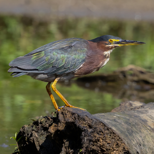 Green Heron photographed in Georgia