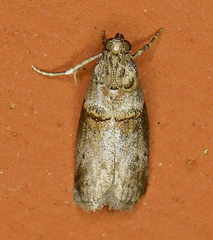 Acrobasis texana