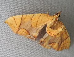 Eulithis diversilineata