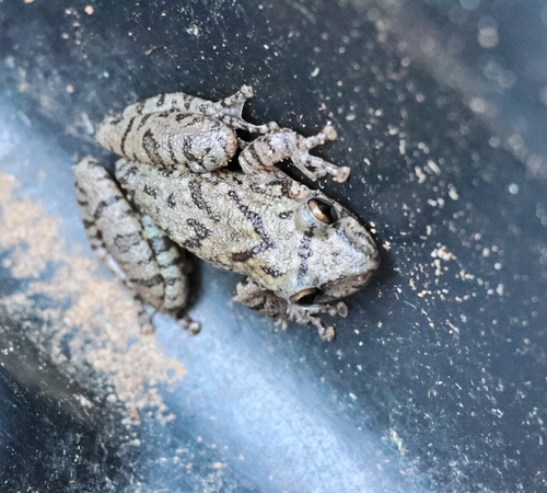 Fuscous-blotched Snouted Tree Frog