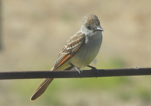 iNaturalist observation photo of Ash-throated Flycatcher