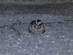 Phalaenoptilus nuttallii