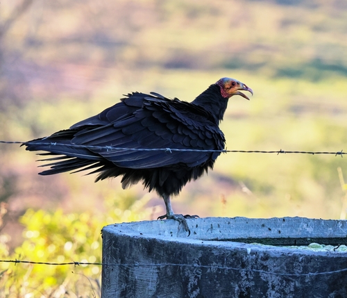 Lesser Yellow-headed Vulture