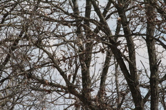 Colaptes auratus luteus