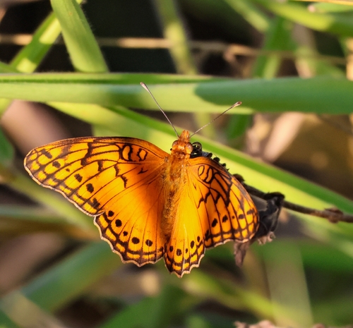 Mexican Fritillary